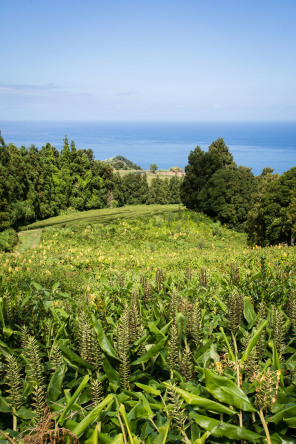 Randonnée de Gorreana