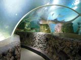 Aquarium Sea Life Aquarium Sea Life