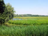Parc national de Biesbosch Parc national de Biesbosch